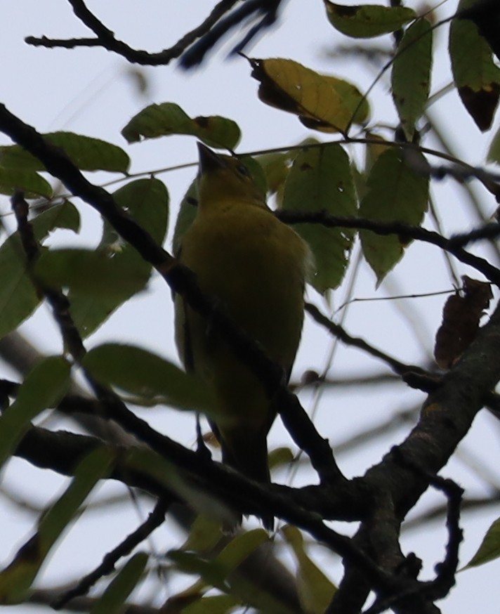 Scarlet Tanager - ML642439656