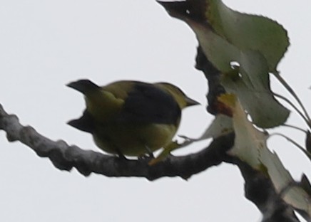 Scarlet Tanager - ML642439671