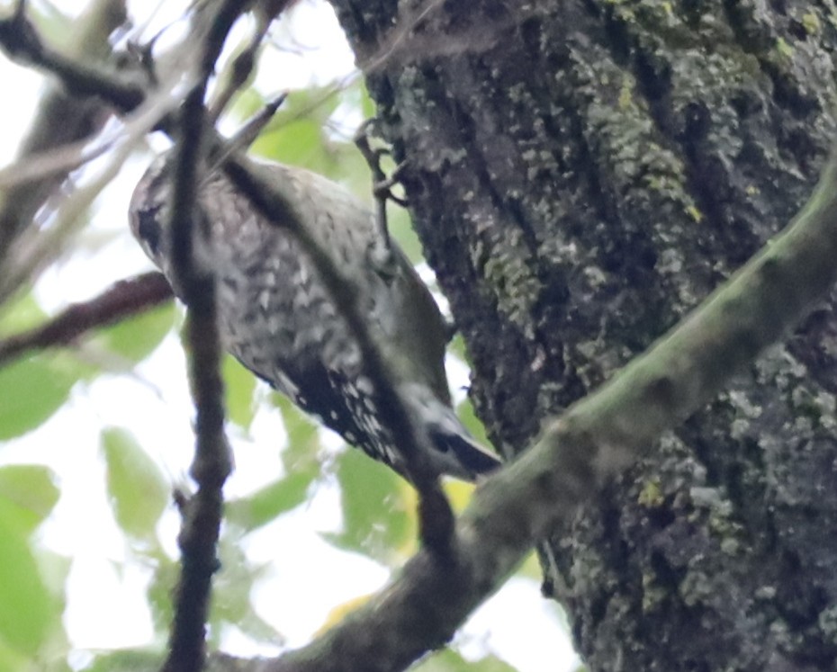 Yellow-bellied Sapsucker - ML642439676