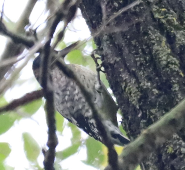 Yellow-bellied Sapsucker - ML642439677