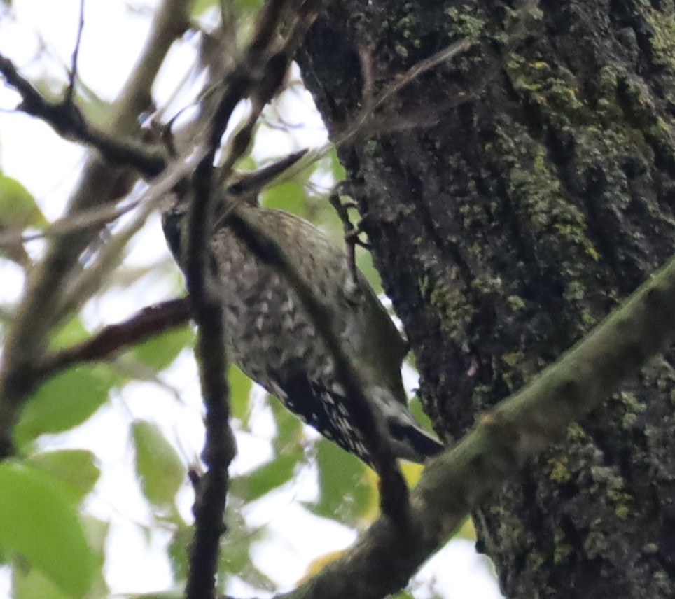 Yellow-bellied Sapsucker - ML642439678