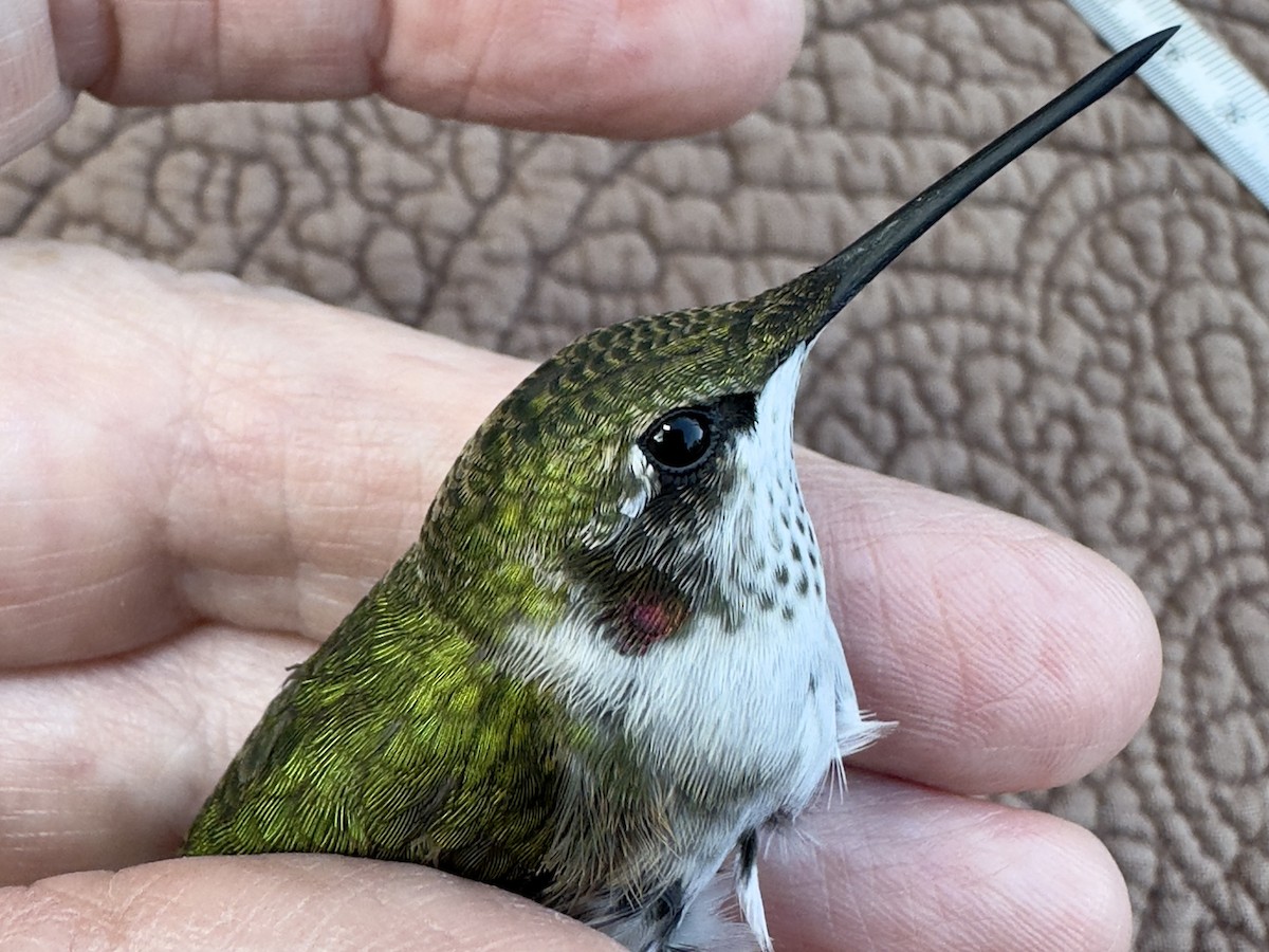 Ruby-throated Hummingbird - ML642439680