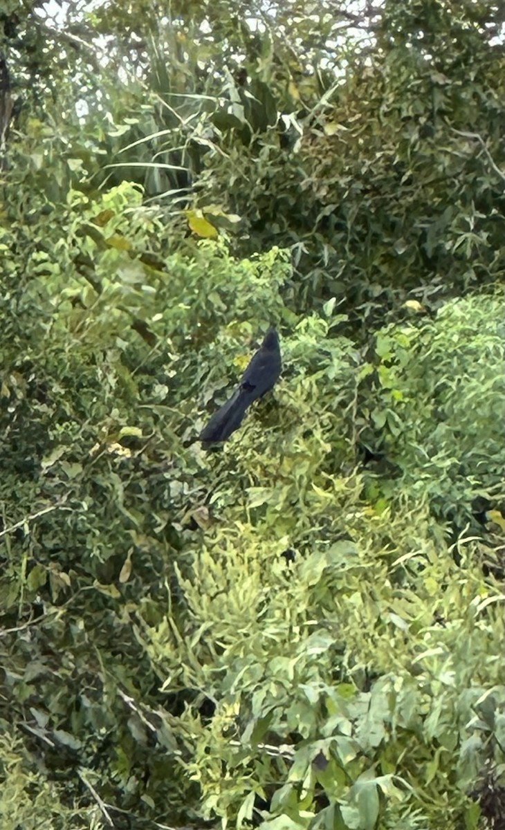 furenebbani - ML642439688