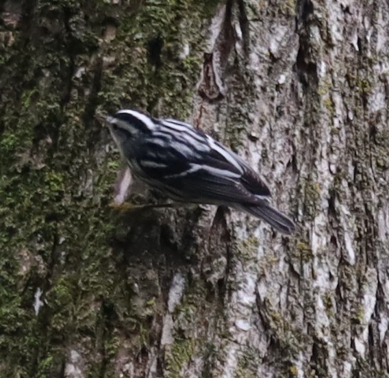 Black-and-white Warbler - ML642439698