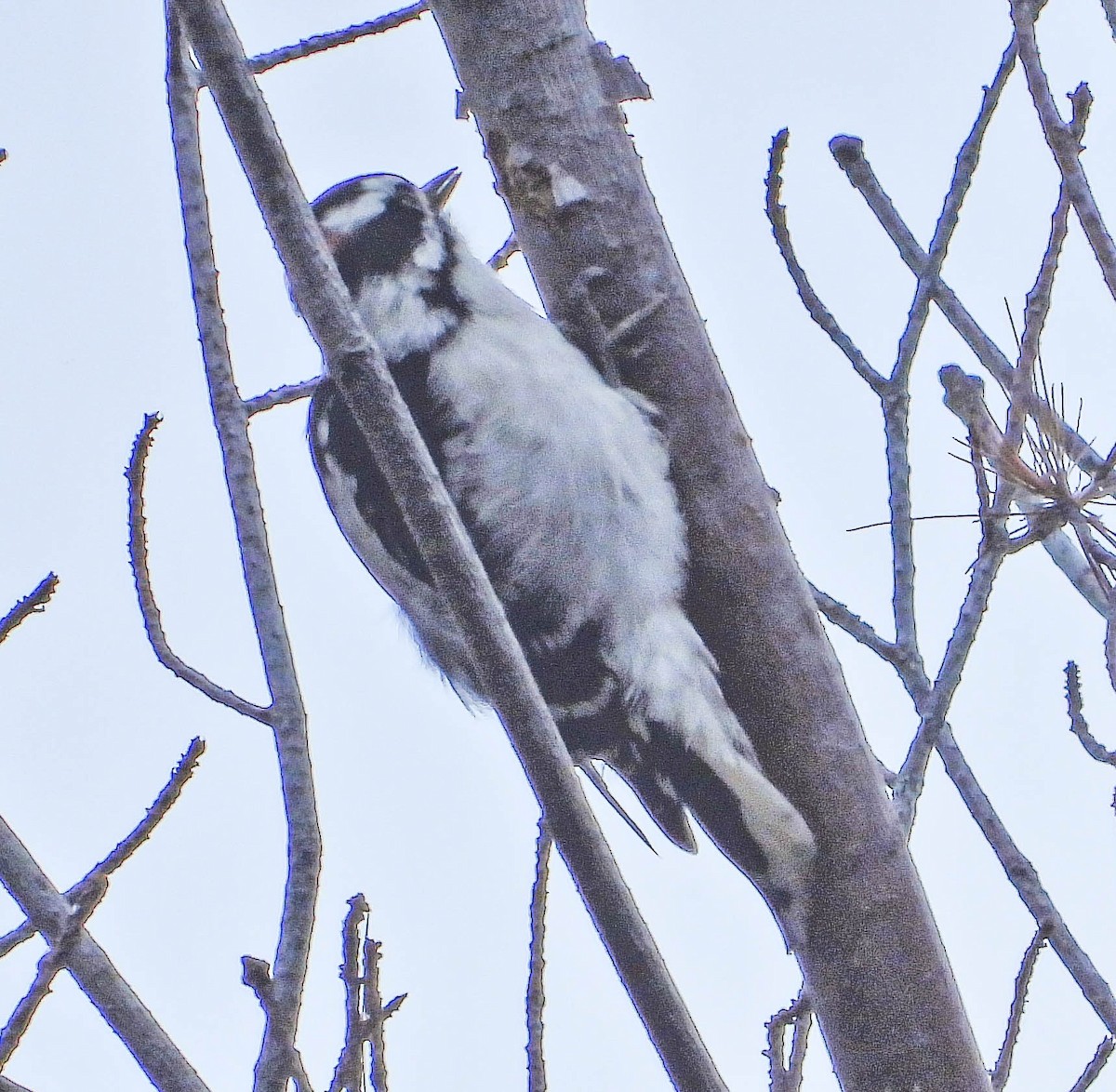 Downy Woodpecker - ML642439699