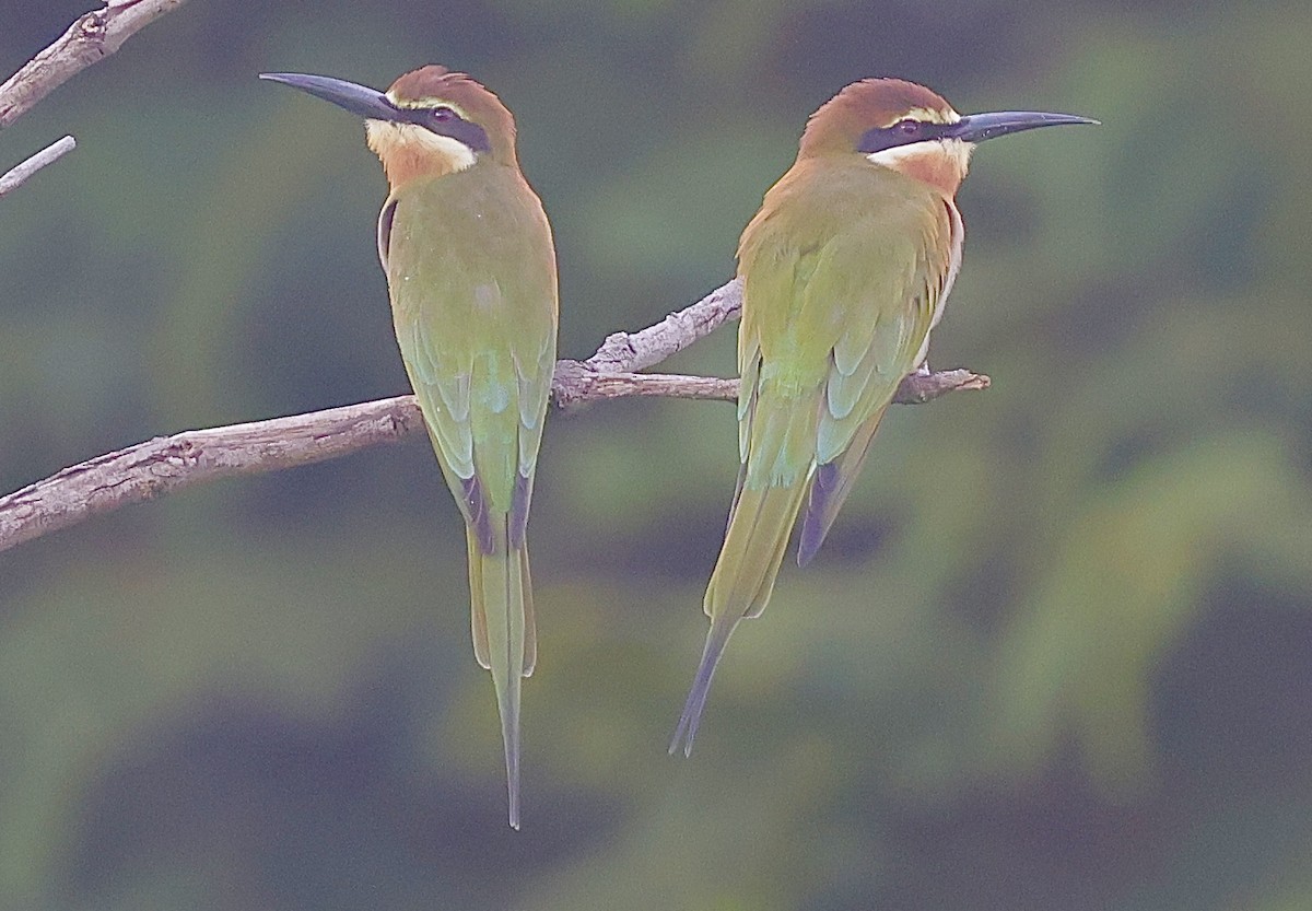 Olive Bee-eater - ML642439706