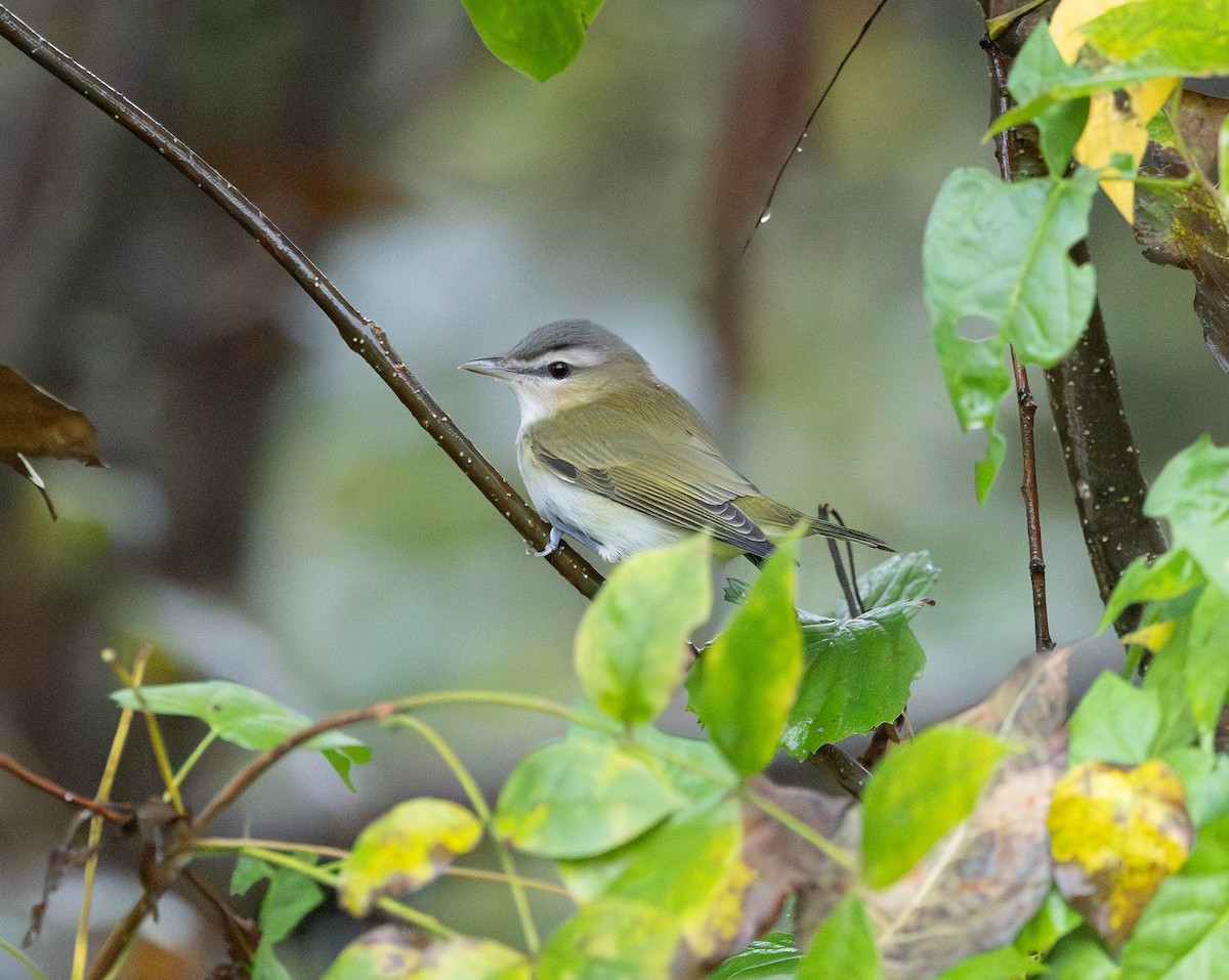 Kızıl Gözlü Vireo - ML642439750
