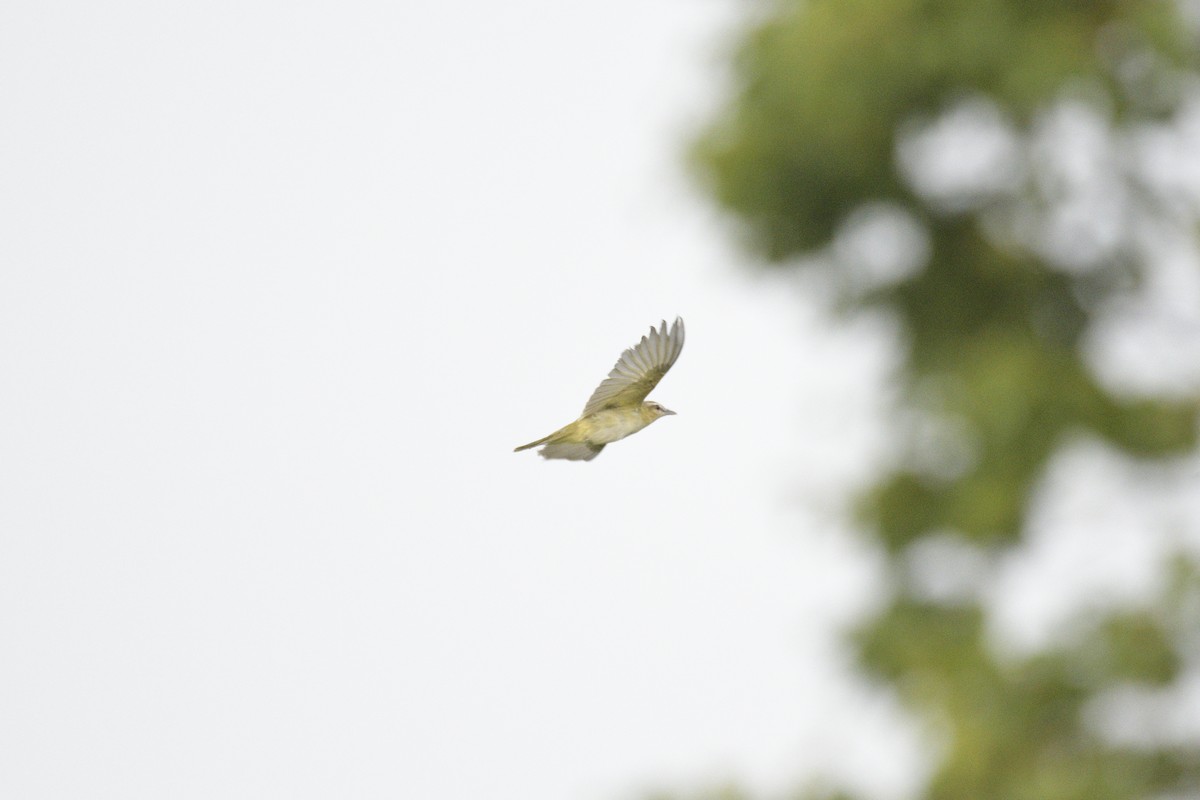 Kızıl Gözlü Vireo - ML642439786