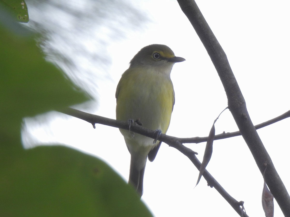 Ak Gözlü Vireo - ML642439789