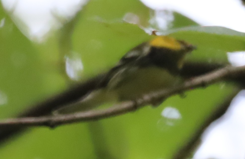 Black-throated Green Warbler - ML642439790