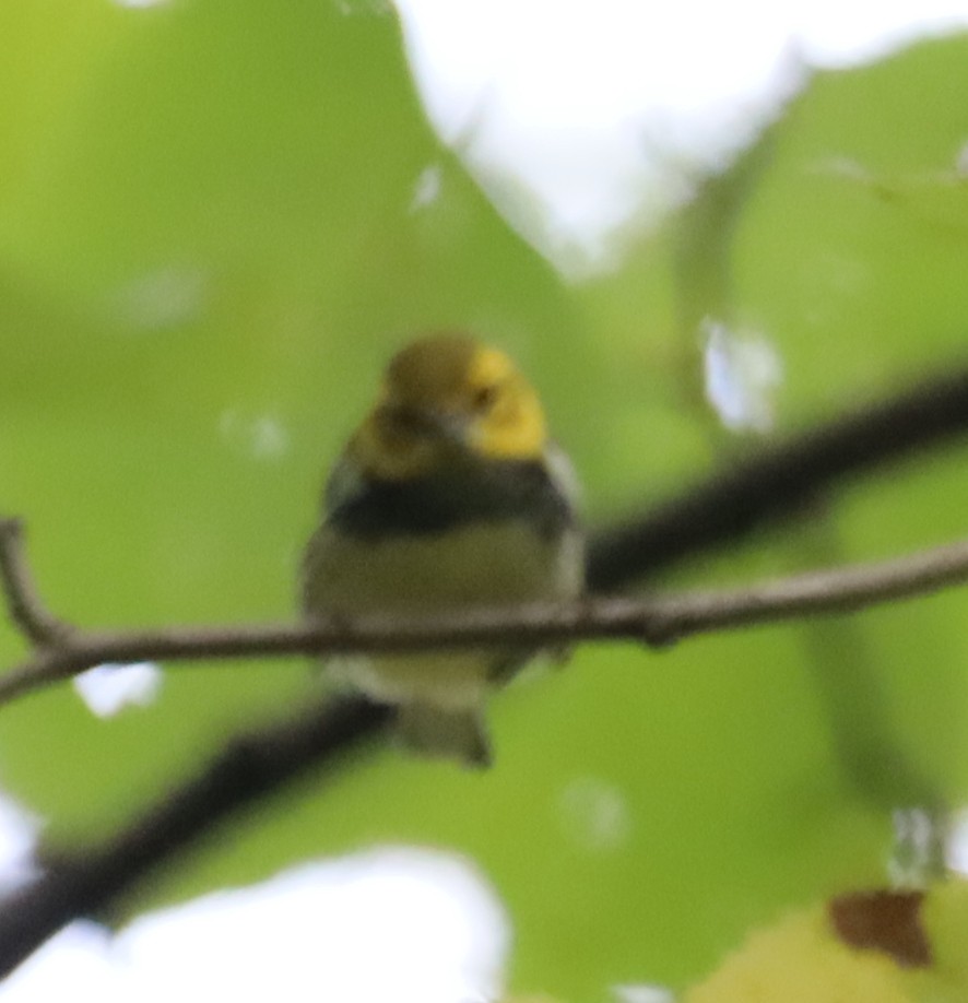 Black-throated Green Warbler - ML642439791