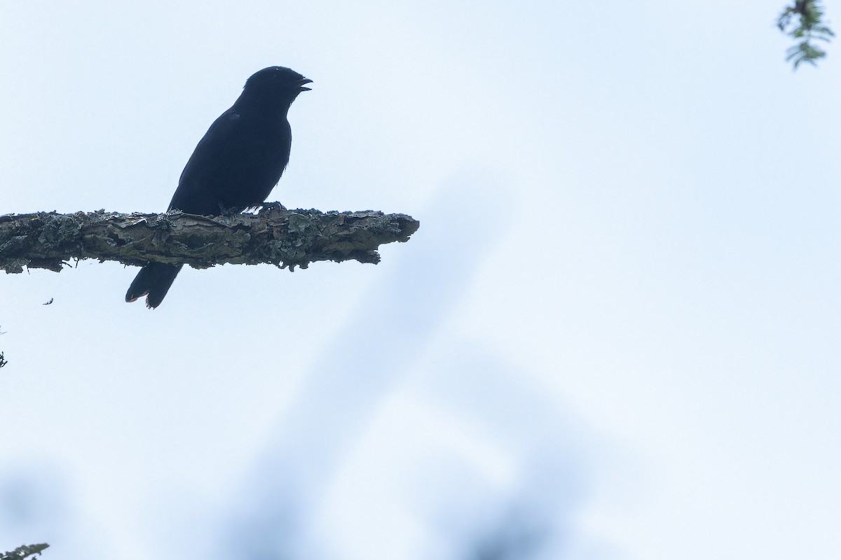 Purple-throated Cuckooshrike - ML642439793