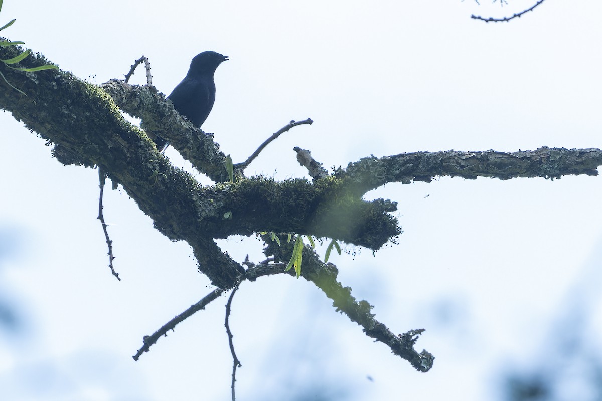 Purple-throated Cuckooshrike - ML642439794
