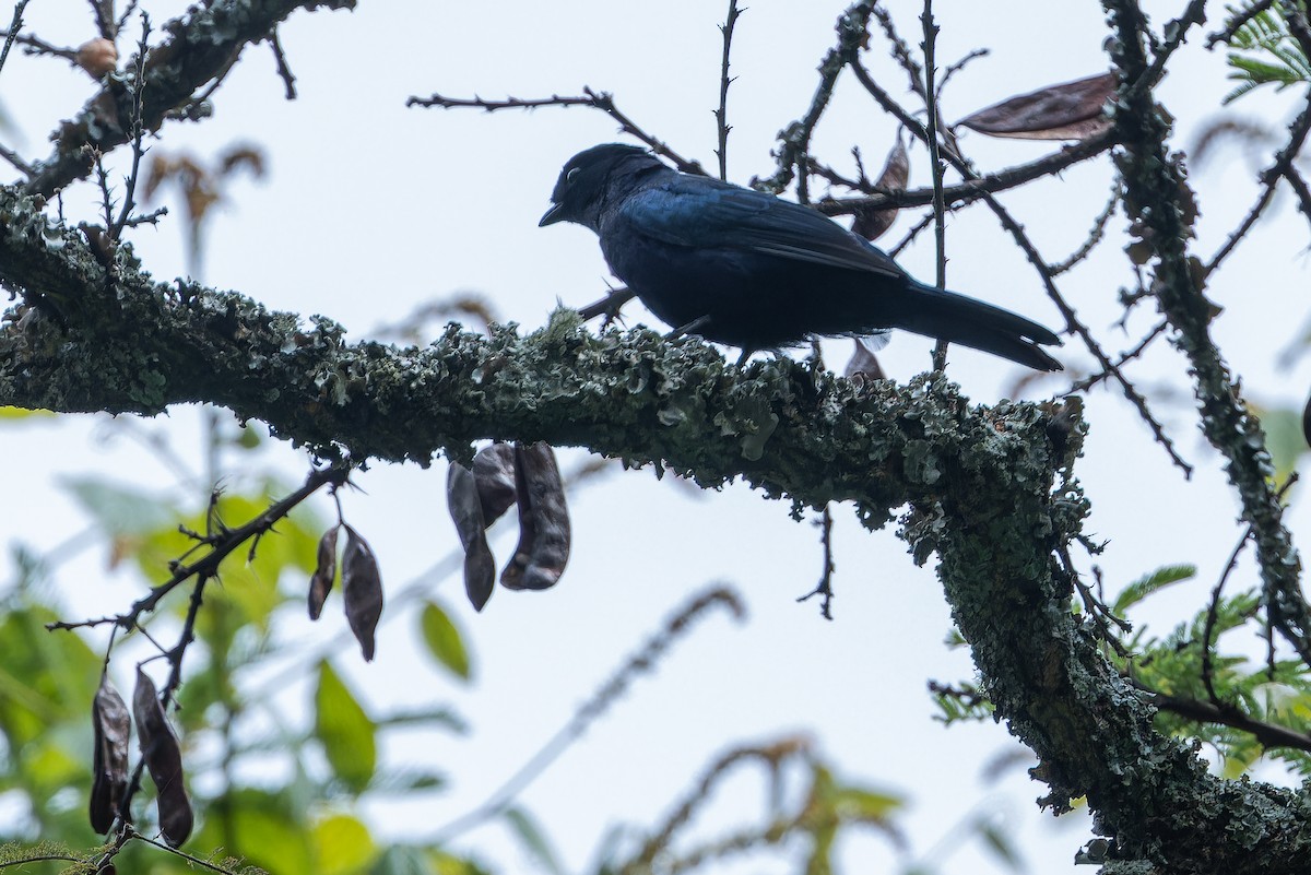 Purple-throated Cuckooshrike - ML642439795