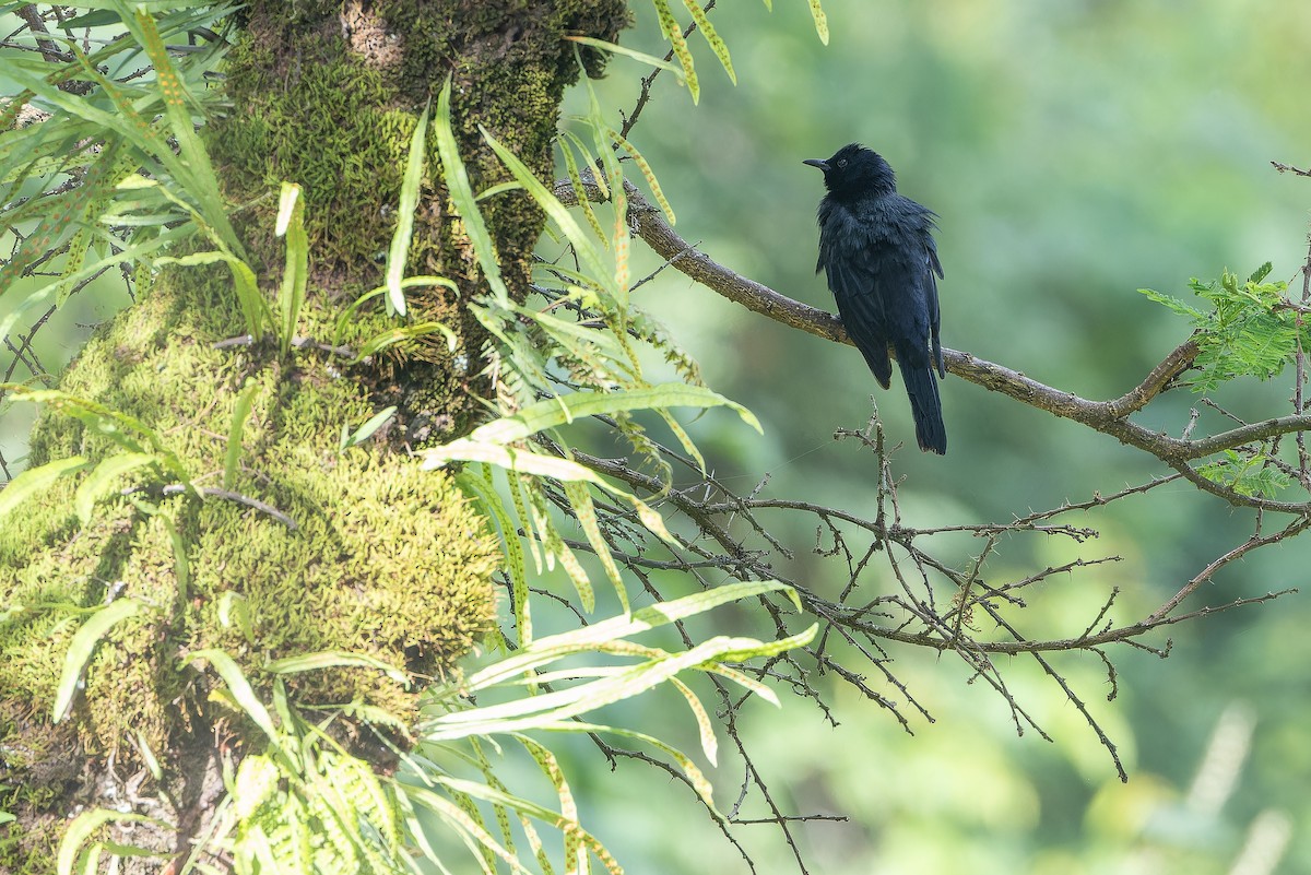 Wallerstar (elgonensis) - ML642439801