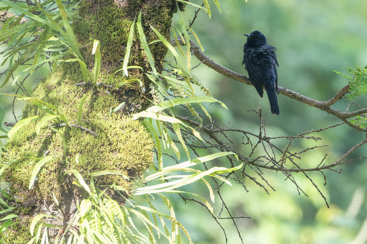 Wallerstar (elgonensis) - ML642439804