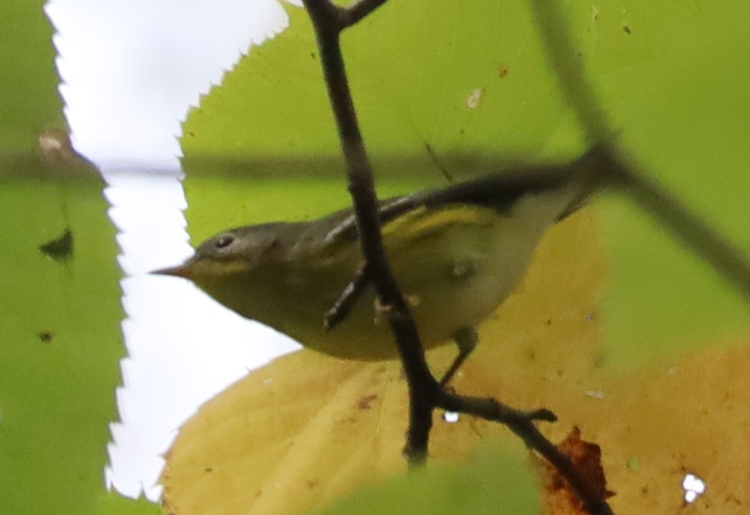 Magnolia Warbler - ML642439813
