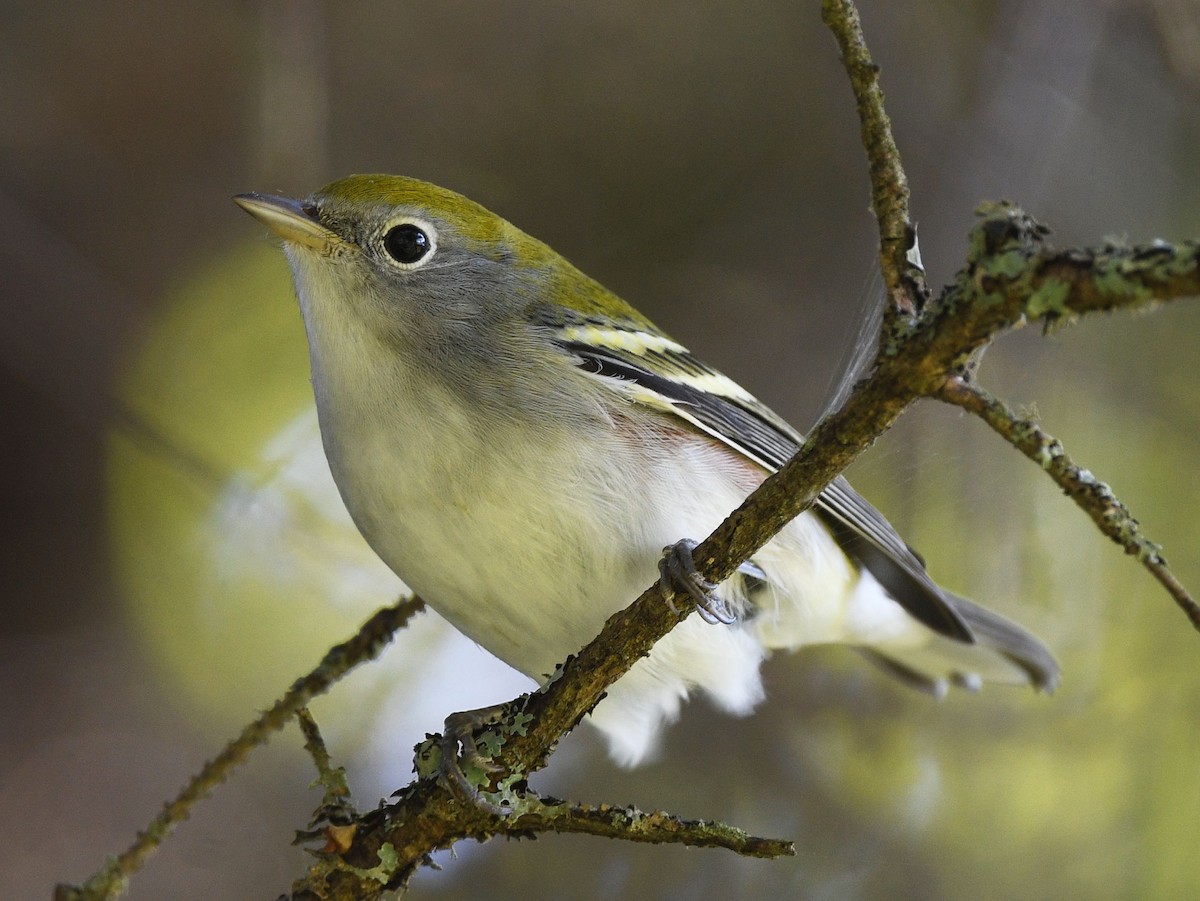 Chestnut-sided Warbler - ML642439826