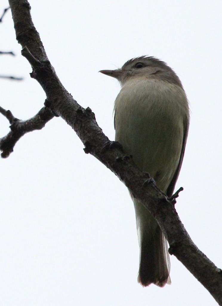 sangvireo - ML642439832