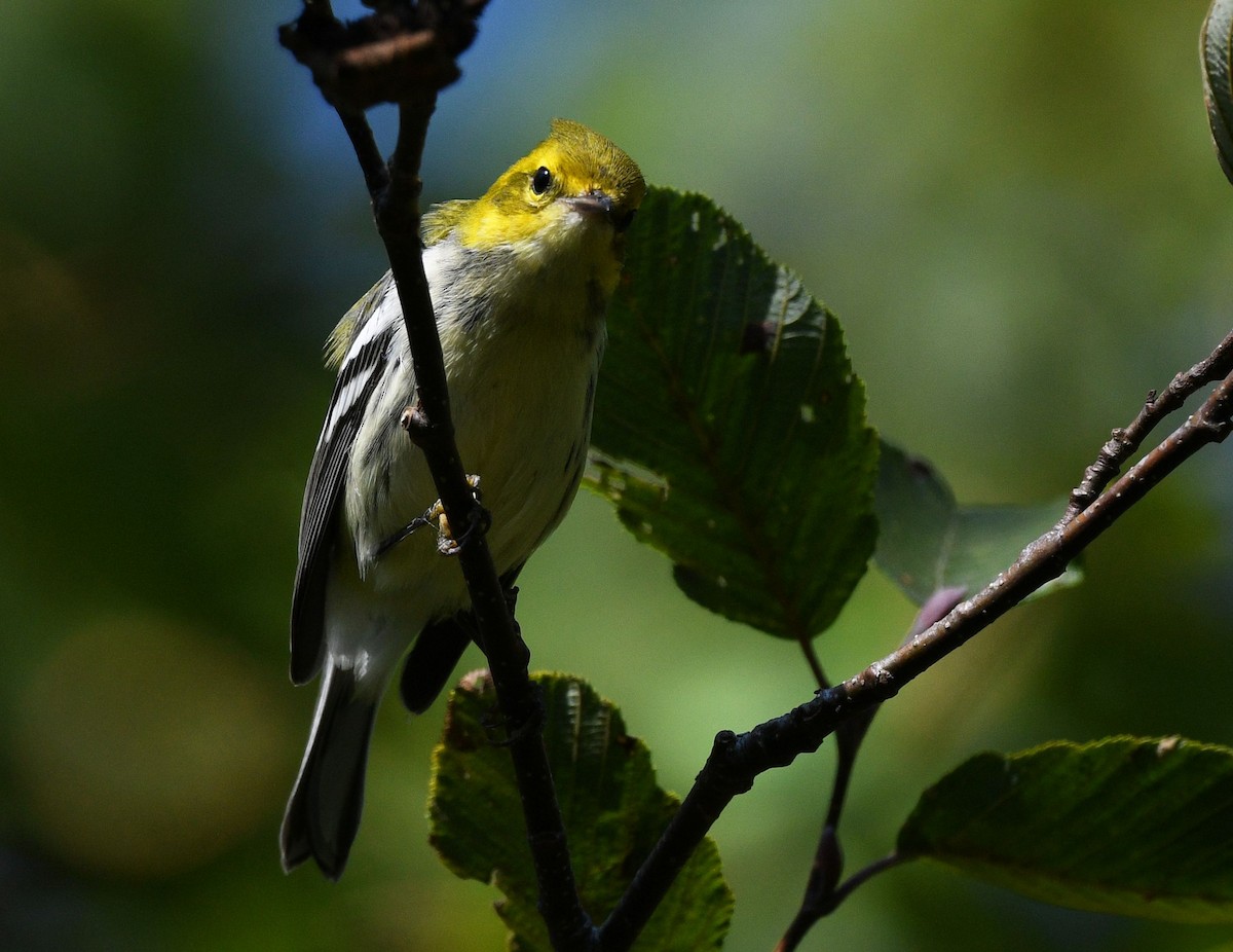 Black-throated Green Warbler - ML642439833