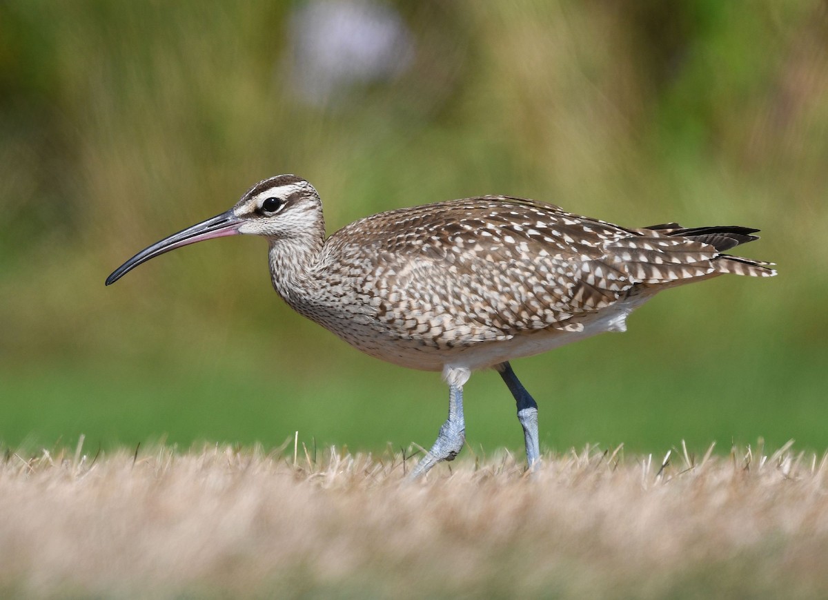 Whimbrel (Hudsonian) - ML642439840