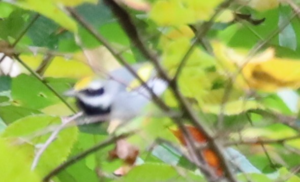 Golden-winged Warbler - ML642439910