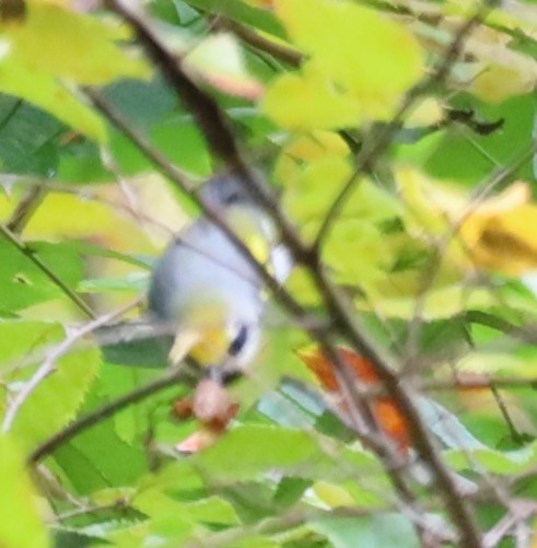 Golden-winged Warbler - ML642439911