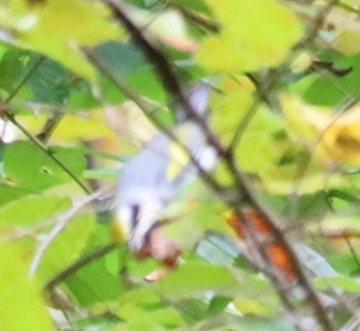 Golden-winged Warbler - ML642439912