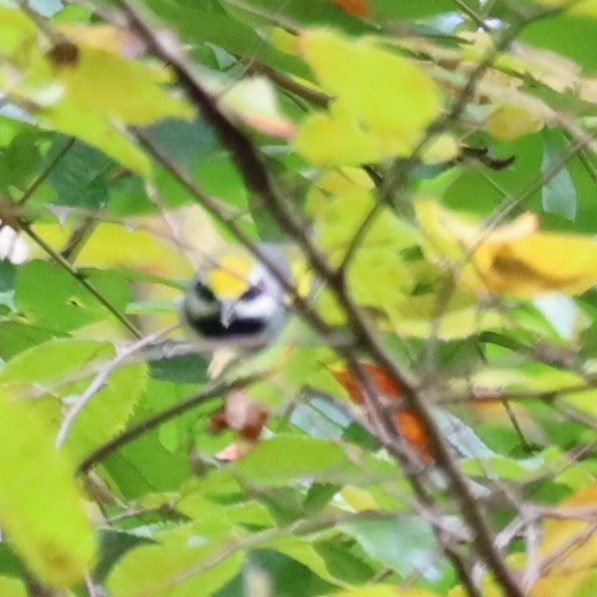 Golden-winged Warbler - ML642439913