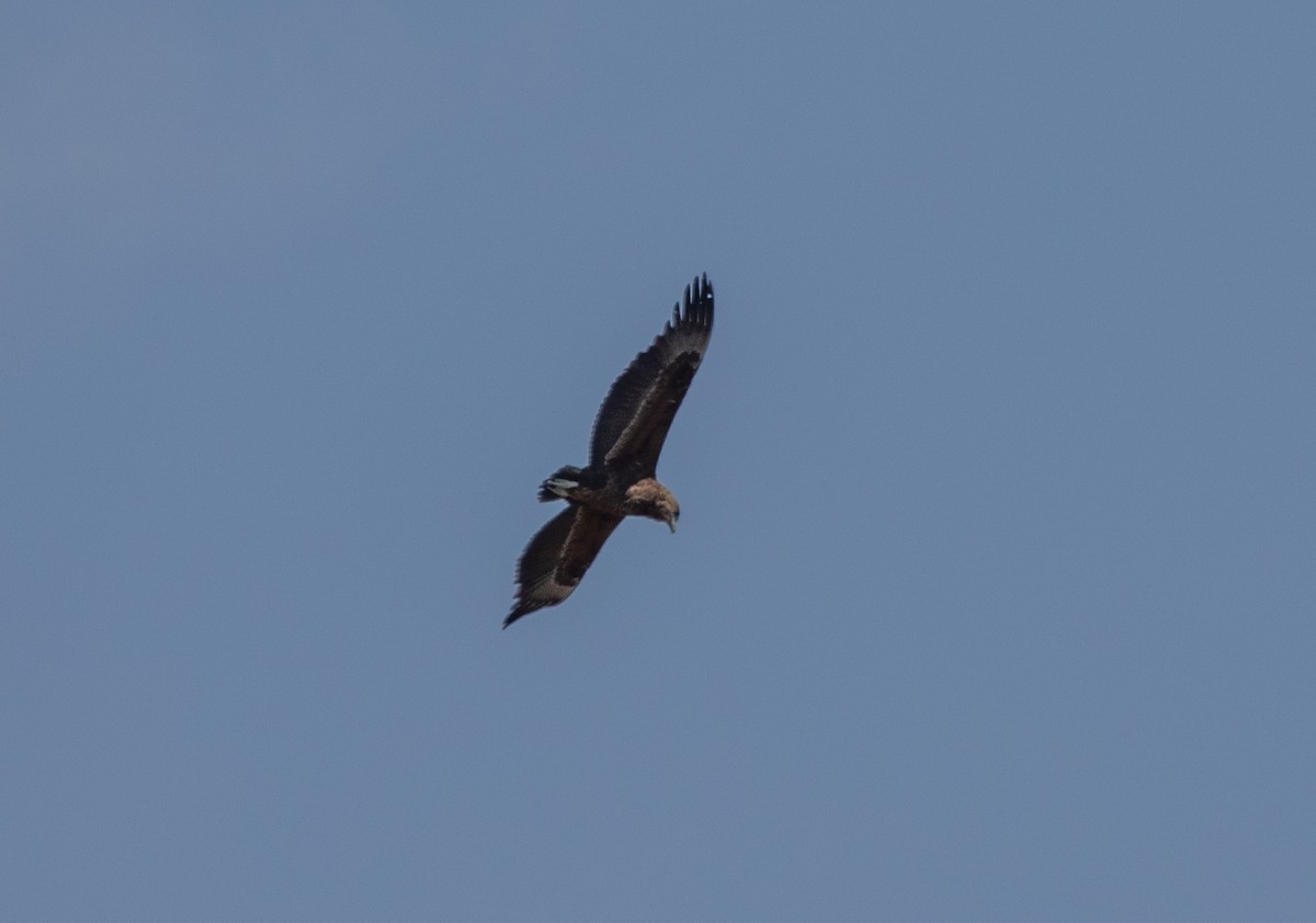 Bateleur - ML642439916