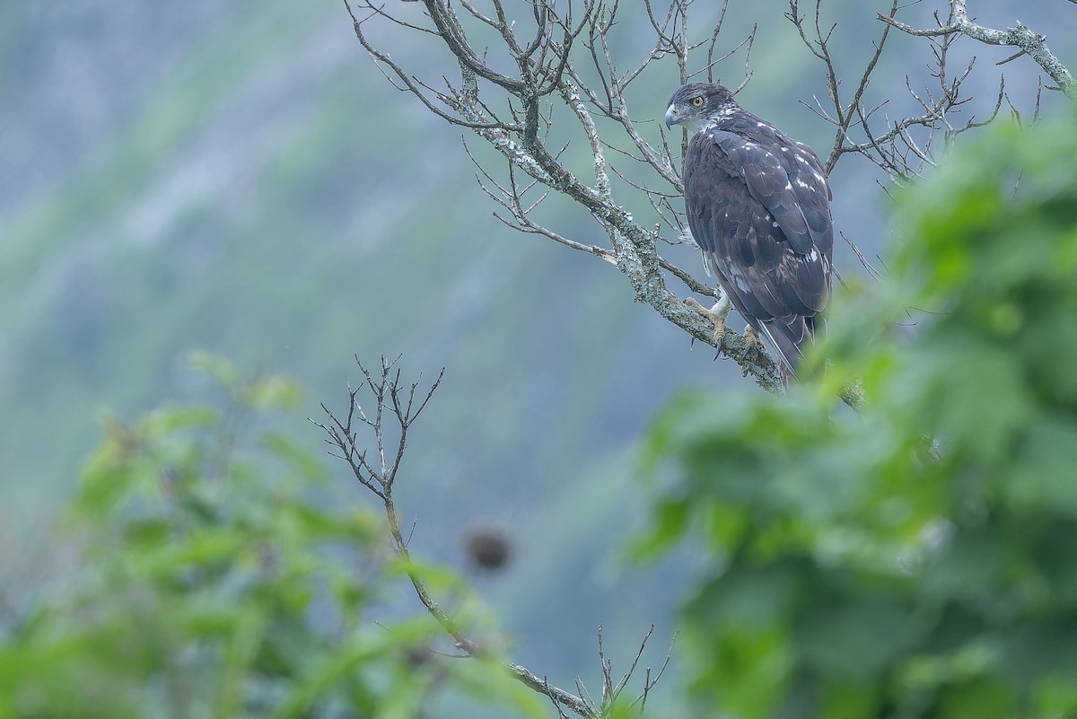 African Hawk-Eagle - ML642439919