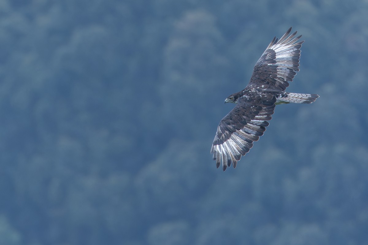 African Hawk-Eagle - ML642439920