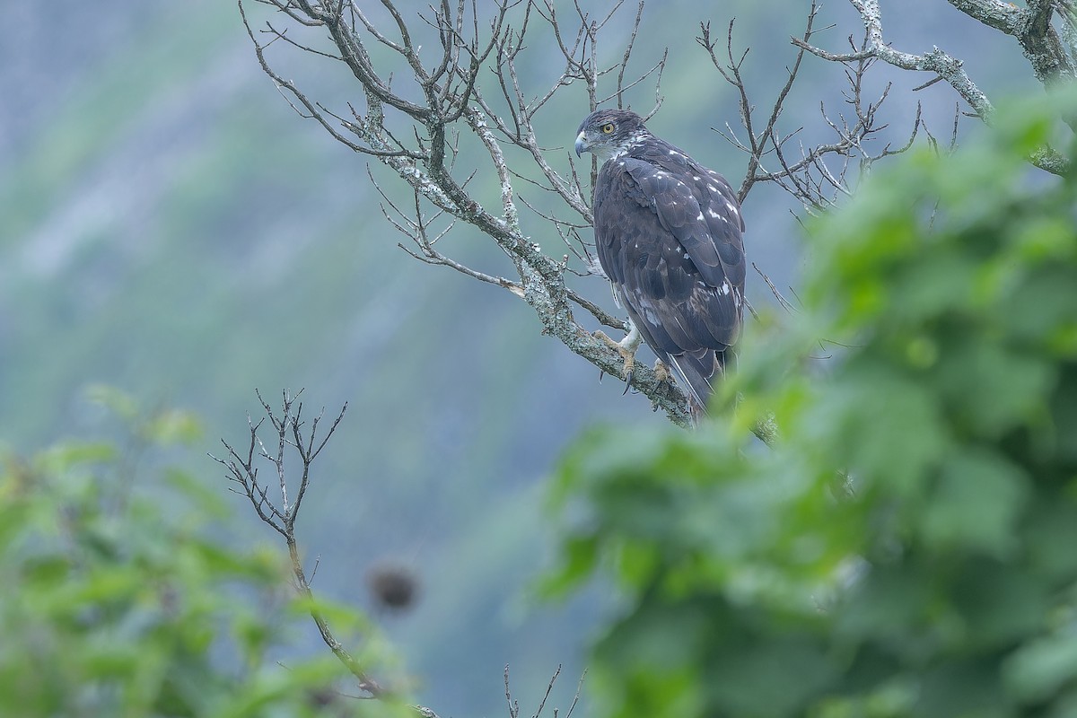 African Hawk-Eagle - ML642439921