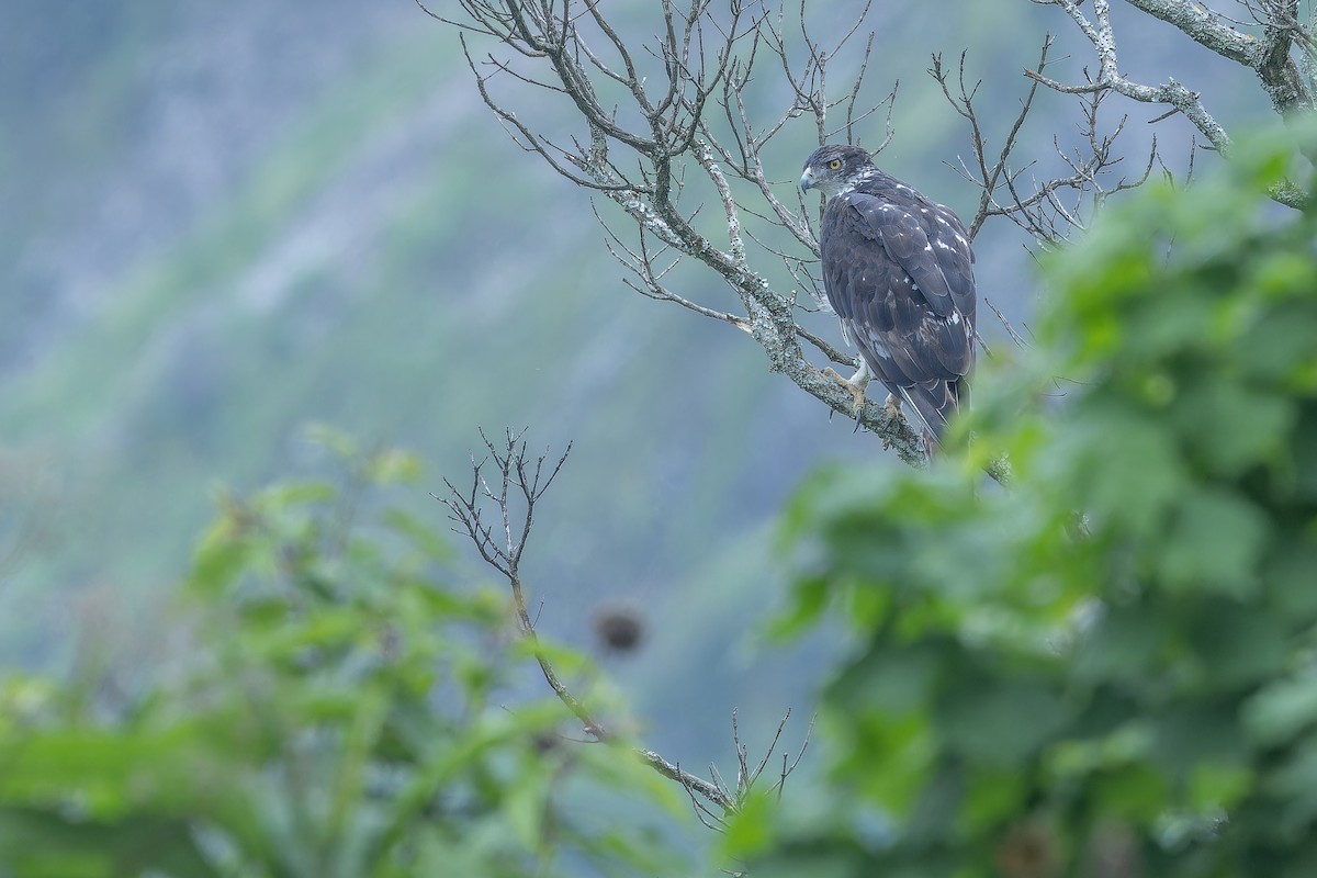 African Hawk-Eagle - ML642439922