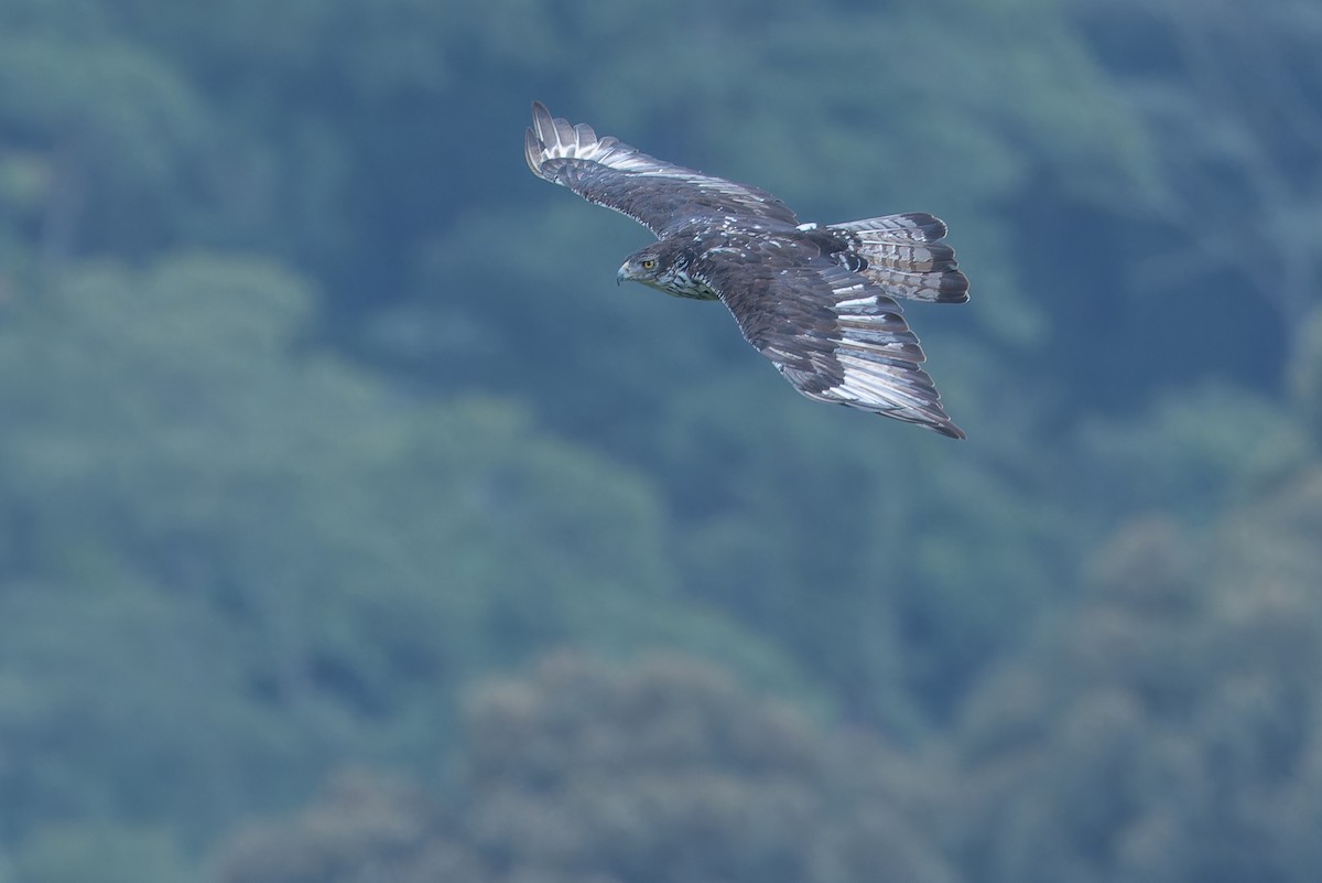 African Hawk-Eagle - ML642439923