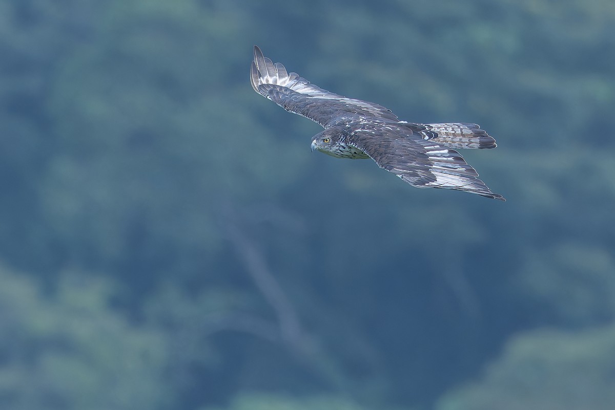 African Hawk-Eagle - ML642439926