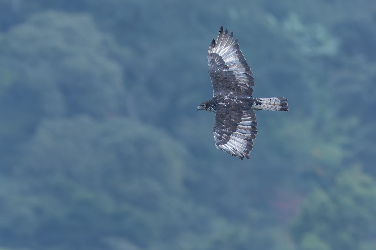 African Hawk-Eagle - ML642439927