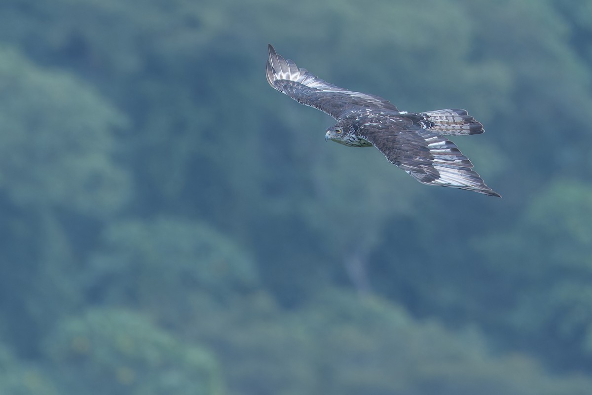 African Hawk-Eagle - ML642439928