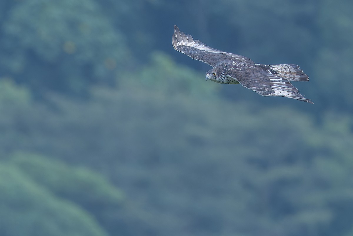 African Hawk-Eagle - ML642439929