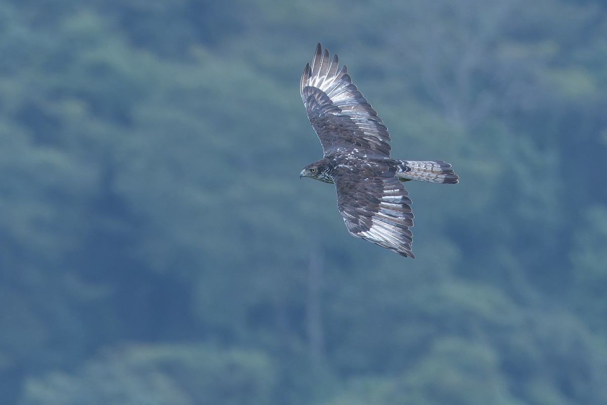 African Hawk-Eagle - ML642439930