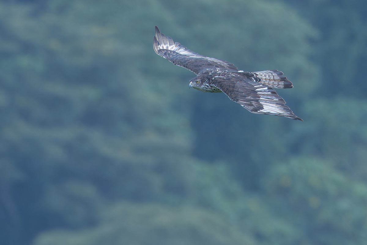 African Hawk-Eagle - ML642439931