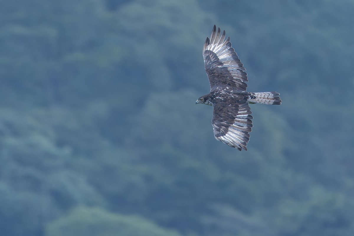 African Hawk-Eagle - ML642439933