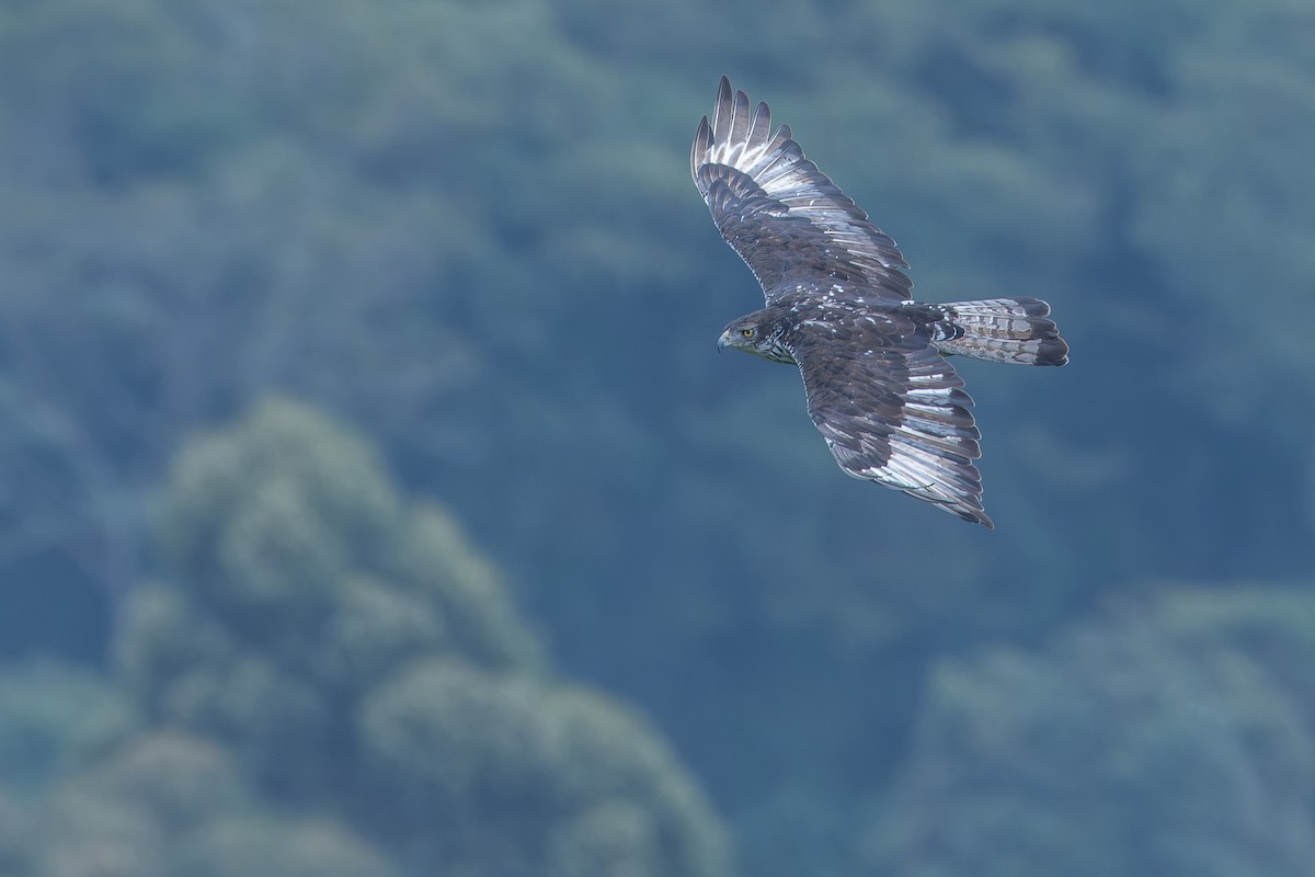 African Hawk-Eagle - ML642439935