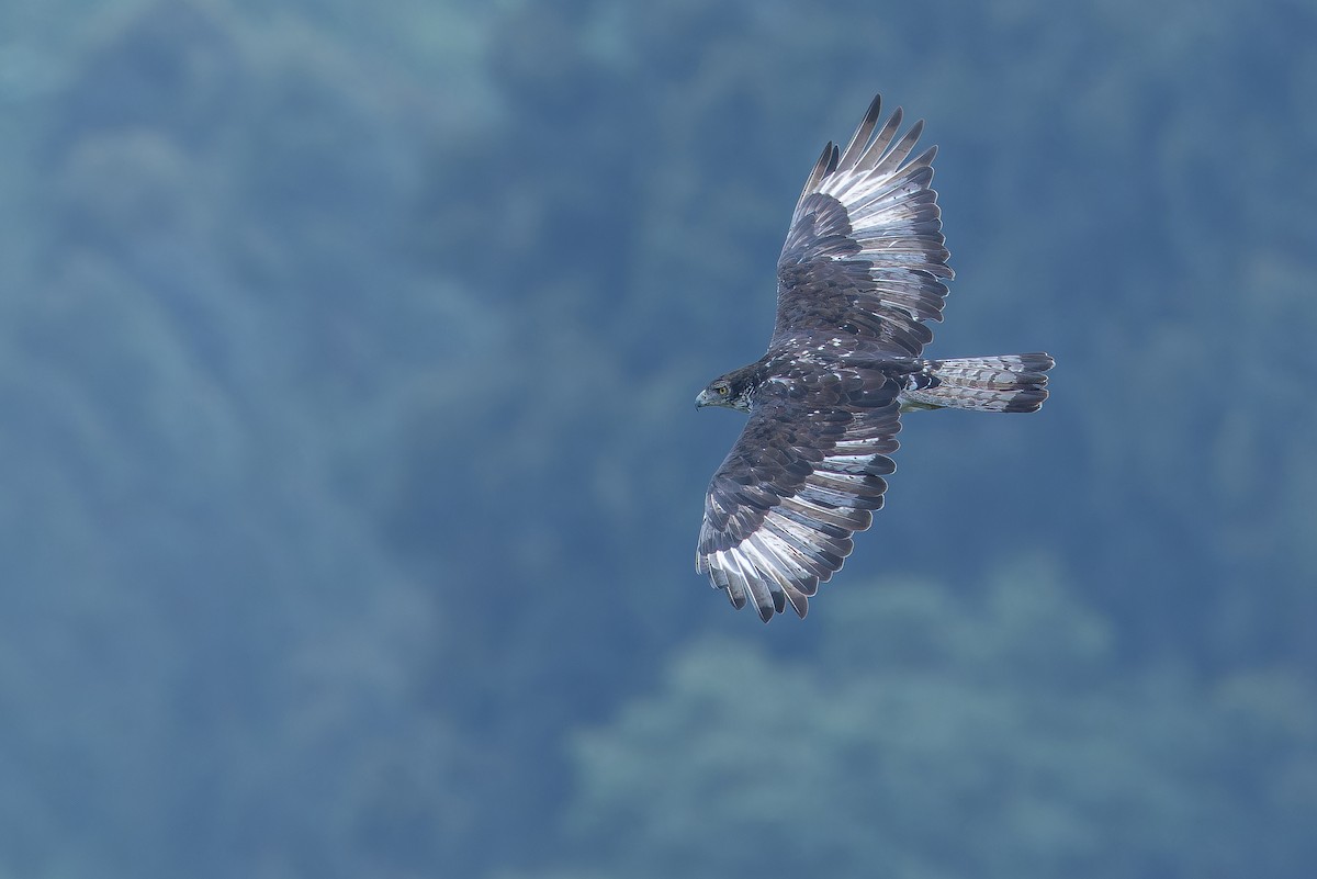African Hawk-Eagle - ML642439936