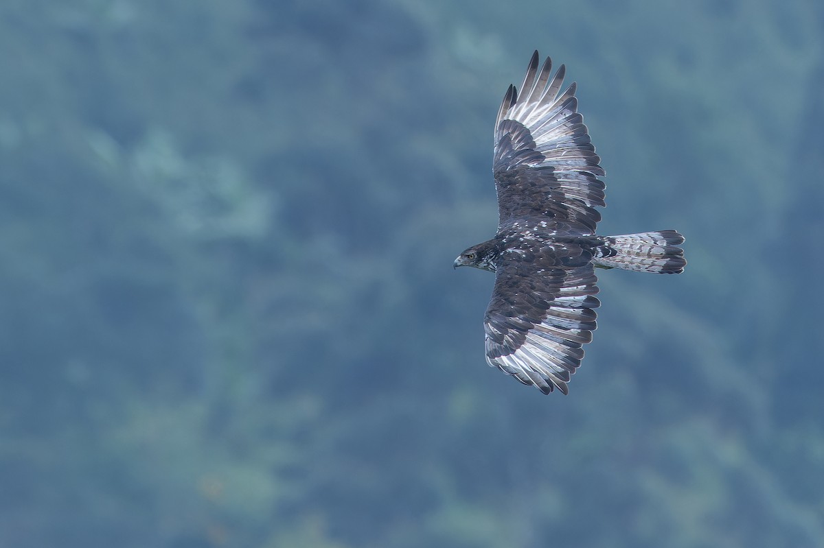 African Hawk-Eagle - ML642439937