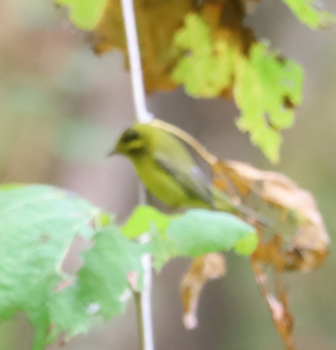 Wilson's Warbler - ML642439960