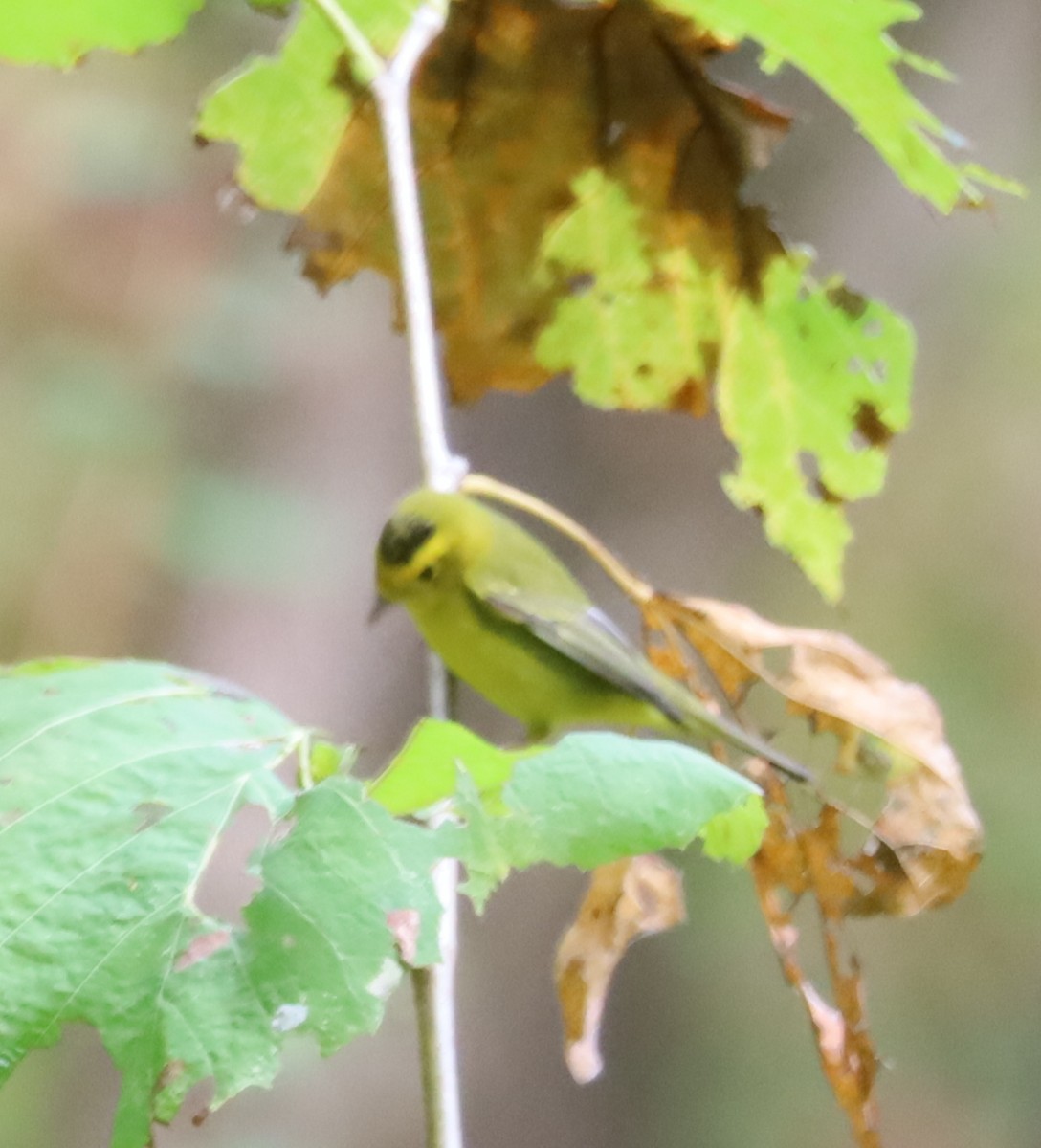 Wilson's Warbler - ML642439961