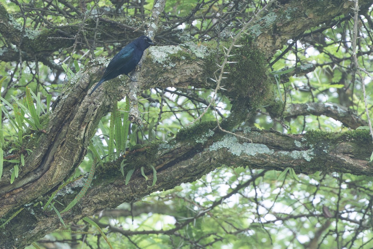 Purple-throated Cuckooshrike - ML642439963