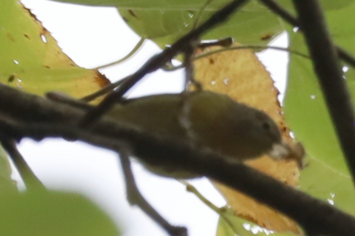 Nashville Warbler - ML642439991