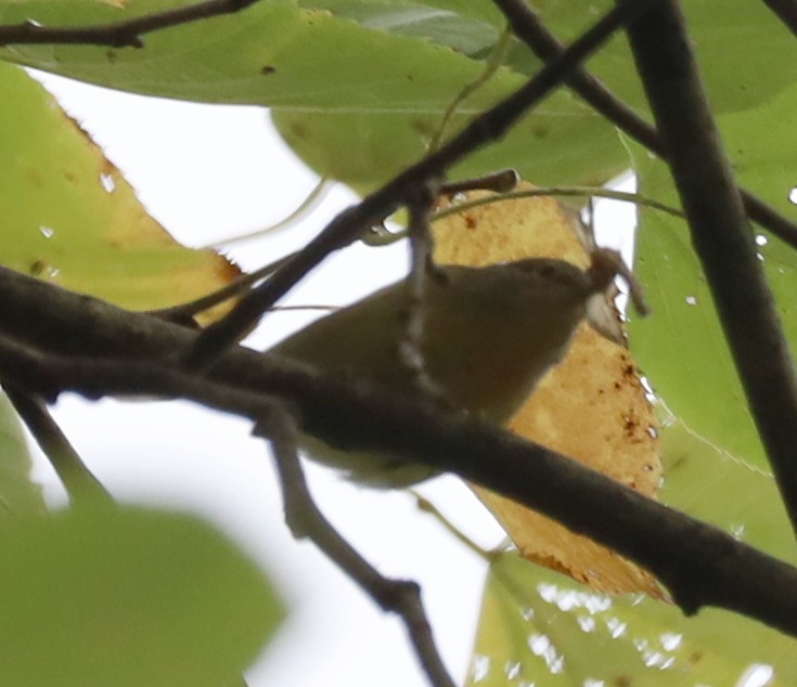 Nashville Warbler - ML642439993